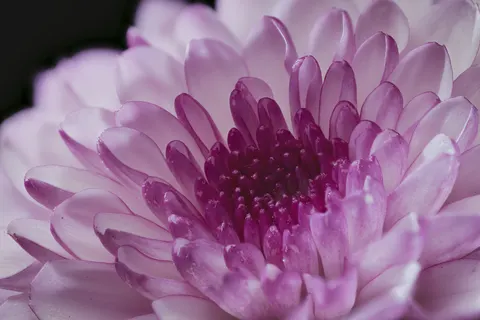 Fondo de pantalla Macro de flor 4K · flowers · 3840×2561