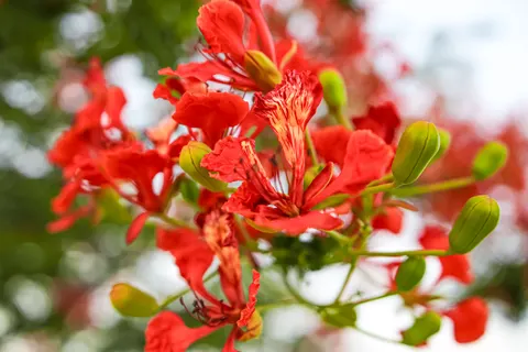 花卉微距 4K壁纸 · flowers · 3840×2560