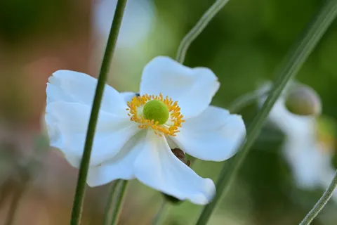 Fondo de pantalla Macro de flor 4K · flowers · 3840×2560