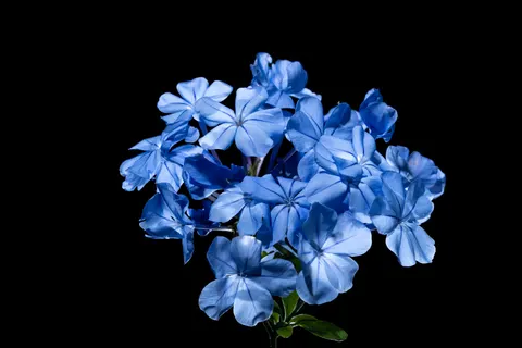 花卉微距 4K壁纸 · flowers · 3840×2560