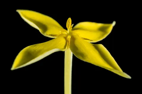 Fondo de pantalla Macro de flor 4K · flowers · 3840×2560