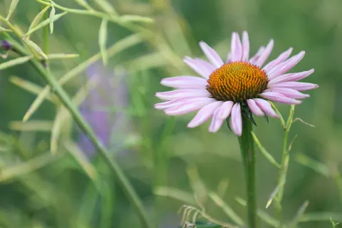 Fondo de pantalla Macro de flor 4K · flowers · 3840×2560