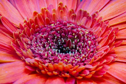 Fond d'écran Macro de fleur 4K · flowers · 3840×2561