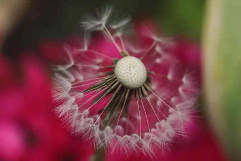 Fond d'écran Macro de fleur 4K · flowers · 3840×2560