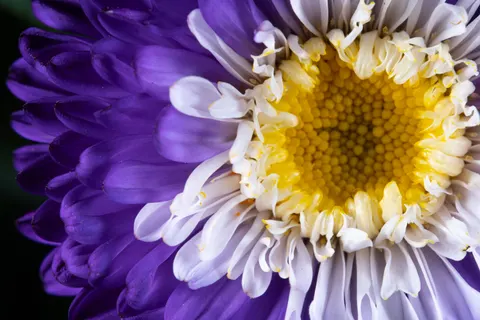 خلفية ماكرو الزهور بدقة 4K · flowers · 3840×2560