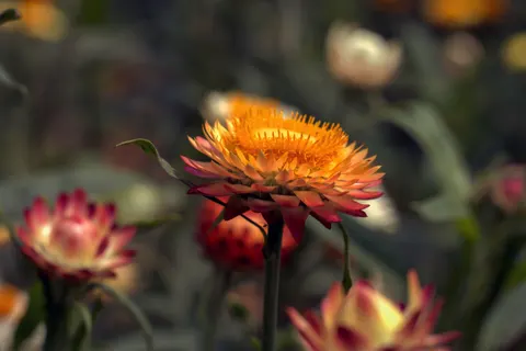 Blumen-Makro 4K Hintergrundbild · flowers · 3840×2560