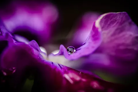 Flower Macro 4K Wallpaper · flowers · 3840×2563