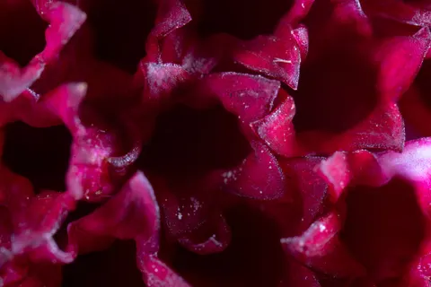 花卉微距 4K壁纸 · flowers · 3840×2560