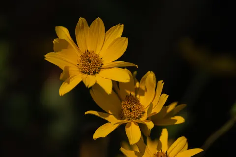 花卉微距 4K壁纸 · flowers · 3840×2560