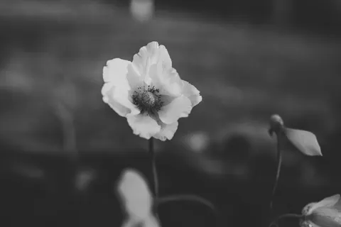 꽃 접사 4K 배경화면 · flowers · 3840×2560
