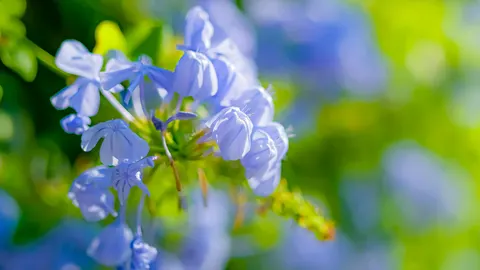 花卉微距 4K壁纸 · flowers · 3840×2160