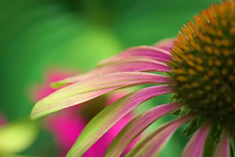 Fond d'écran Macro de fleur 4K · flowers · 3840×2562