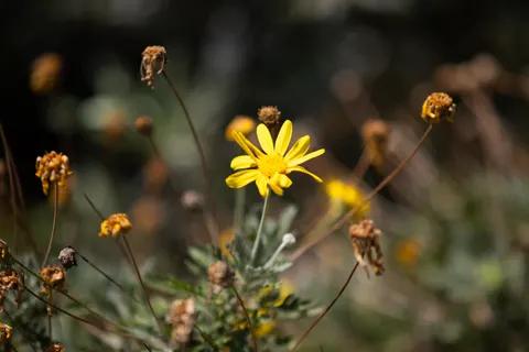 Blumen-Makro 4K Hintergrundbild · flowers · 3840×2560
