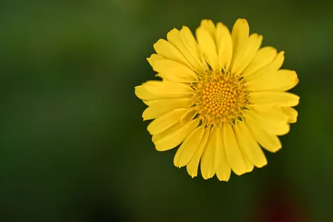 Blumen-Makro 4K Hintergrundbild · flowers · 3840×2560