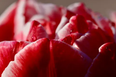 Flower Macro 4K Wallpaper · flowers · 3840×2560