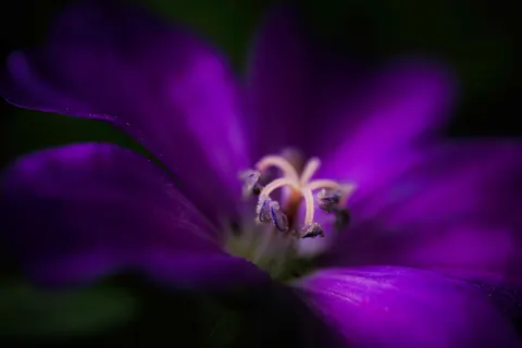 Fond d'écran Macro de fleur 4K · flowers · 3840×2560