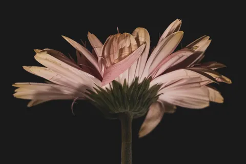 Flower Macro 4K Wallpaper · flowers · 3840×2560