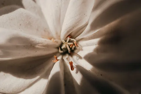 خلفية ماكرو الزهور بدقة 4K · flowers · 3840×2560