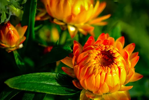 Fond d'écran Macro de fleur 4K · flowers · 3840×2574