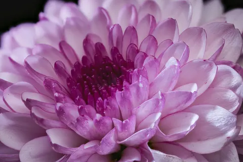 Fondo de pantalla Macro de flor 4K · flowers · 3840×2561