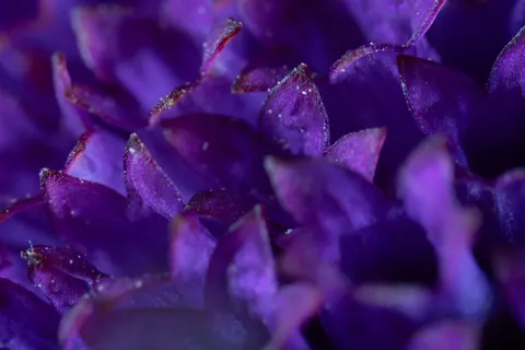 Flower Macro 4K Wallpaper · flowers · 3840×2560