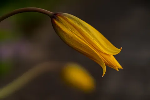 Fond d'écran Macro de fleur 4K · flowers · 3840×2560