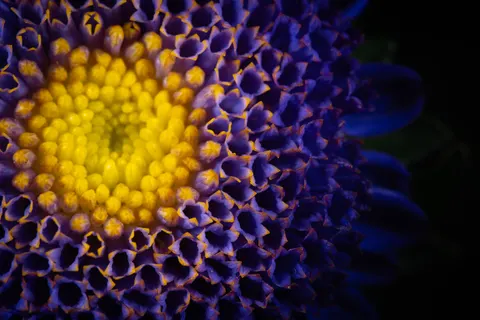 Обои Макро цветка 4K · flowers · 3840×2560