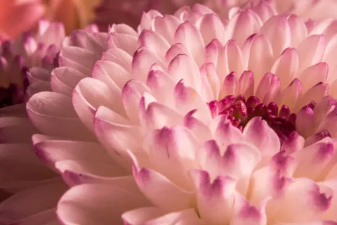 Fond d'écran Macro de fleur 4K · flowers · 3840×2560