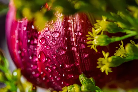 Flower Macro 4K Wallpaper · flowers · 3840×2561