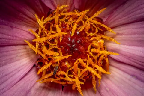 Flower Macro 4K Wallpaper · flowers · 3840×2560