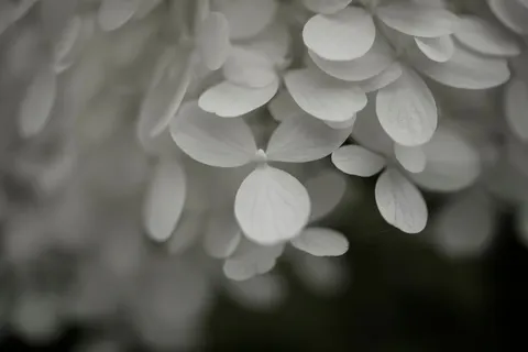 خلفية ماكرو الزهور بدقة 4K · flowers · 3840×2560