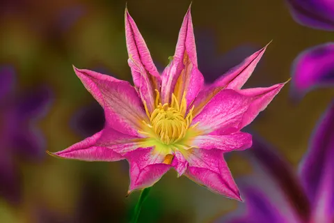 Flower Macro 4K Wallpaper · flowers · 3840×2560