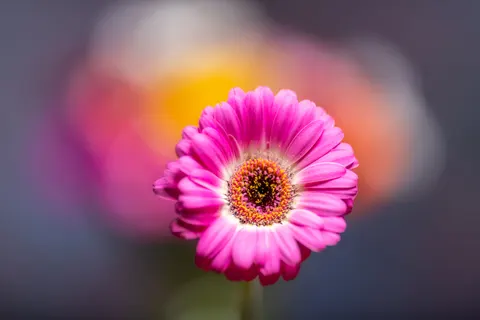 Flower Macro 4K Wallpaper · flowers · 3840×2560