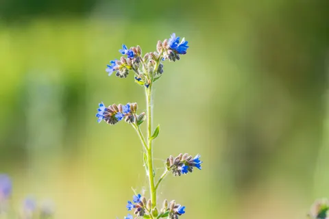 Flower Macro 4K Wallpaper · flowers · 3840×2560