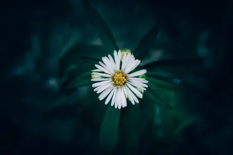 Flower Macro 4K Wallpaper · flowers · 3840×2560
