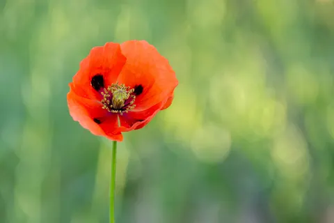 花卉微距 4K壁纸 · flowers · 3840×2560