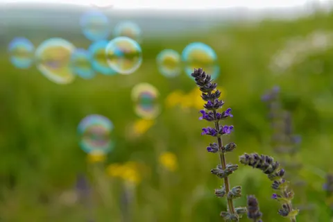 라벤더 밭 4K 배경화면 · flowers · 3840×2560
