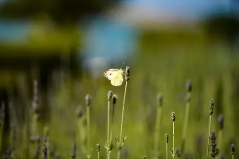 Fond d'écran Champ de lavande 4K · flowers · 3840×2563