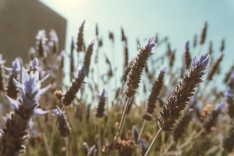 Lavender Field 4K Wallpaper · flowers · 3840×2560