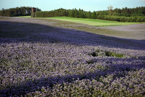 薰衣草田 4K壁纸 · flowers · 3840×2560