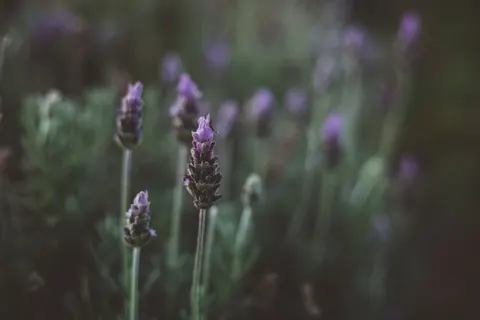薰衣草田 4K壁纸 · flowers · 3840×2560
