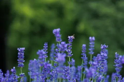 라벤더 밭 4K 배경화면 · flowers · 3840×2560