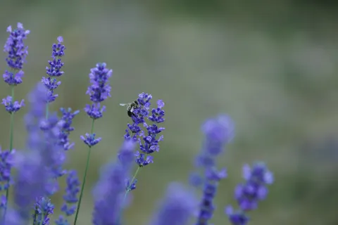 خلفية حقل الخزامى بدقة 4K · flowers · 3840×2560