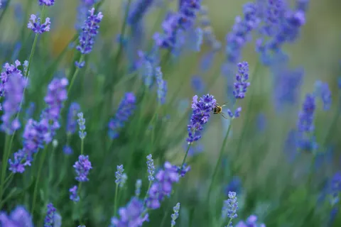 라벤더 밭 4K 배경화면 · flowers · 3840×2560