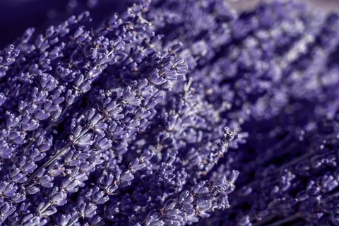 薰衣草田 4K壁纸 · flowers · 3840×2561