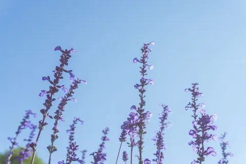 라벤더 밭 4K 배경화면 · flowers · 3840×2560