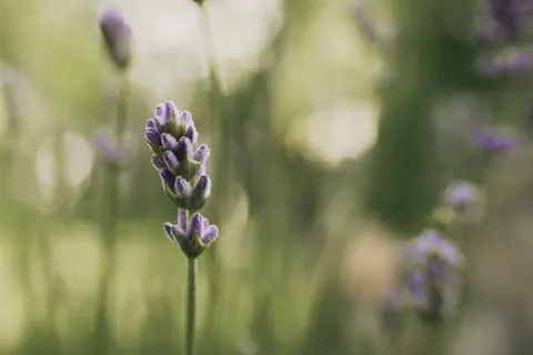 Fond d'écran Champ de lavande 4K · flowers · 3840×2560