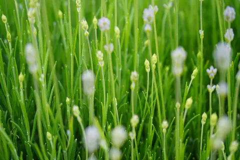 Lavendelfeld 4K Hintergrundbild · flowers · 3840×2560