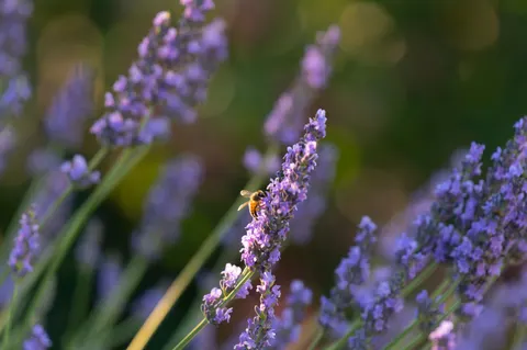 라벤더 밭 4K 배경화면 · flowers · 3840×2555
