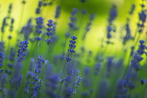 Lavendelfeld 4K Hintergrundbild · flowers · 3840×2560